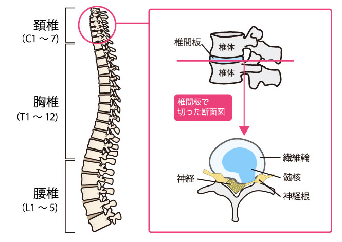 頸椎（脊柱）の構造｜名取市のこばやし整形外科クリニック