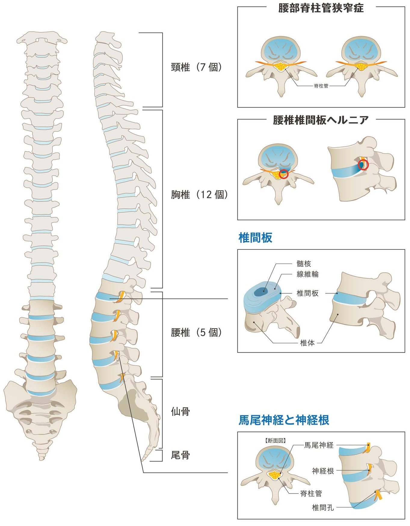 腰の仕組みと痛みのメカニズム｜こばやし整形外科クリニック